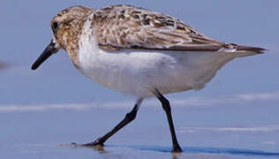 Sanderling