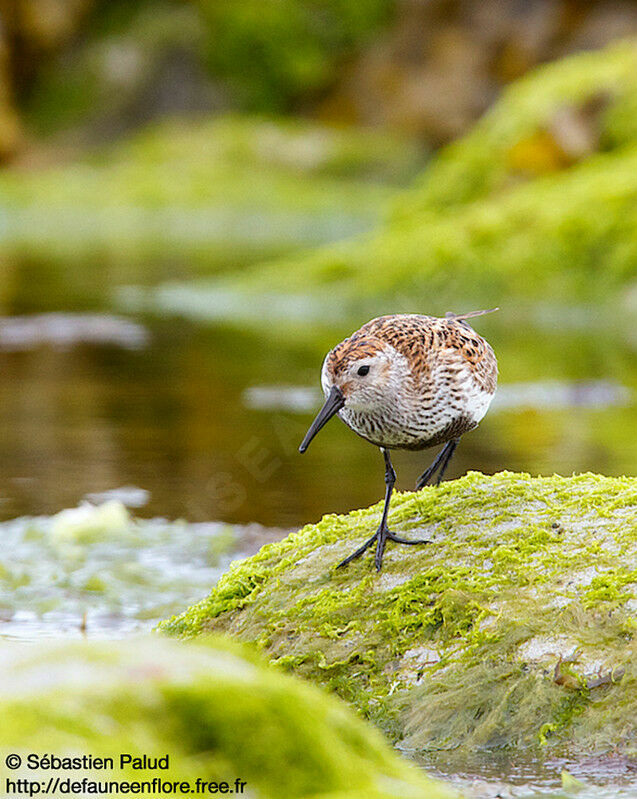 Dunlin