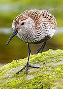 Dunlin