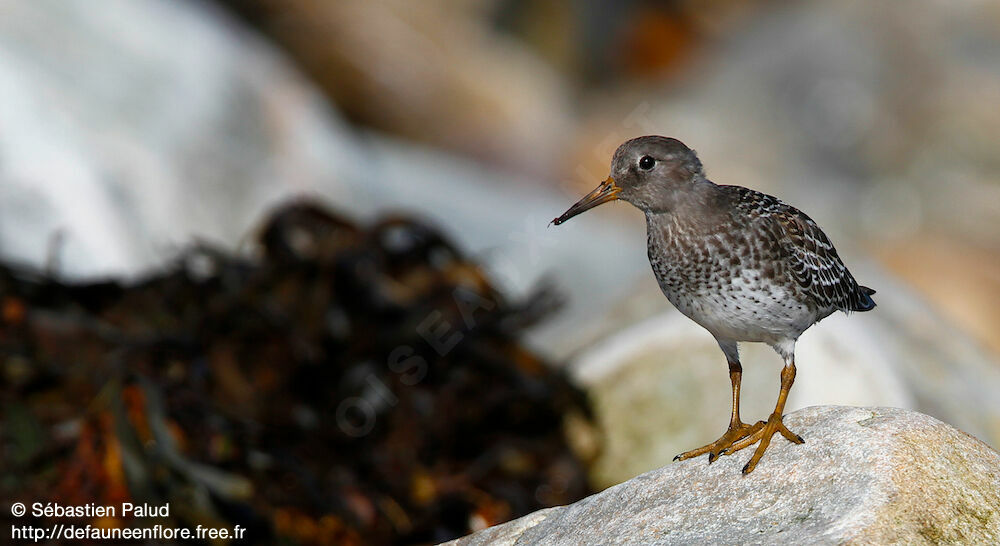 Purple Sandpiper