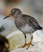 Purple Sandpiper