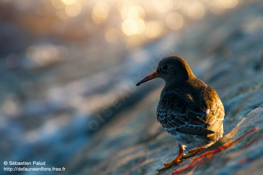 Purple Sandpiper