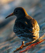 Purple Sandpiper