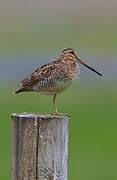 Common Snipe