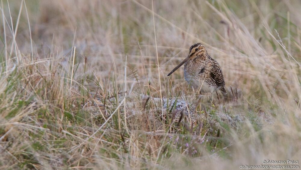 Common Snipe