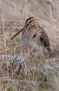 Common Snipe