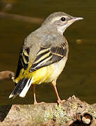 Grey Wagtail