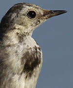 White Wagtail