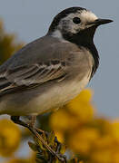 White Wagtail