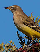 Western Yellow Wagtail