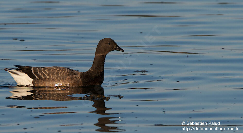 Brant Goose