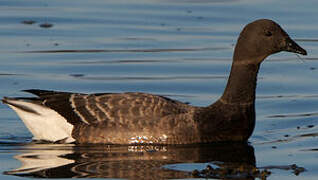 Brant Goose