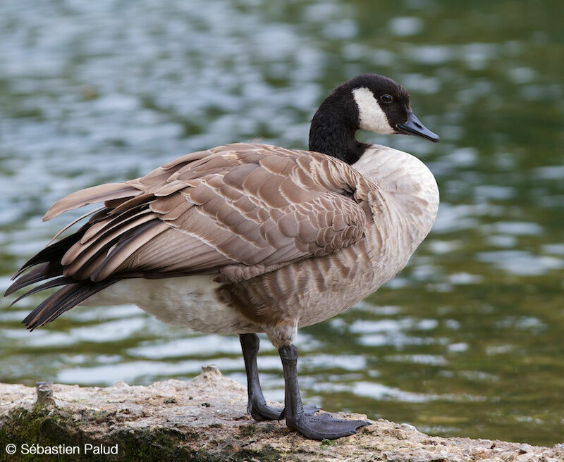 Canada Goose