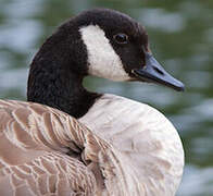 Canada Goose