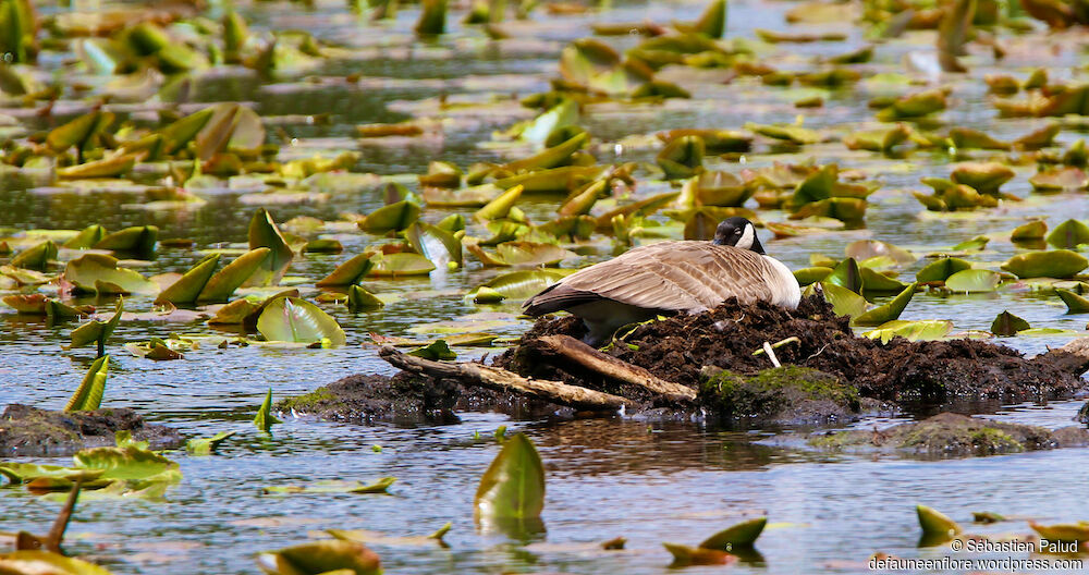 Canada Gooseadult