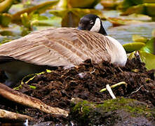 Canada Goose