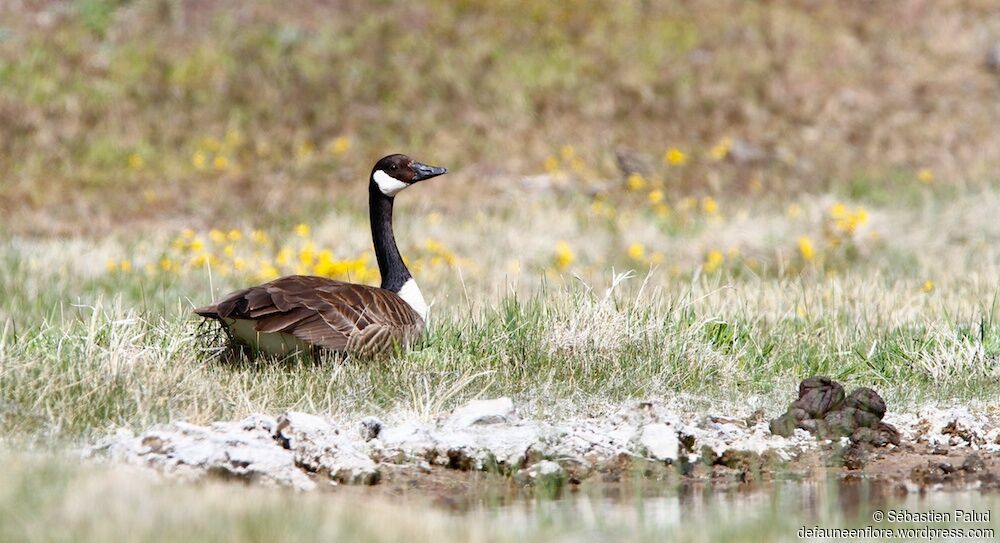 Canada Gooseadult