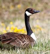 Canada Goose