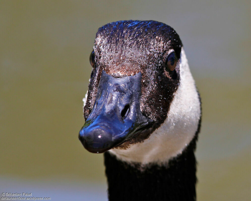 Canada Goose