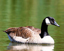 Canada Goose