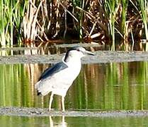 Black-crowned Night Heron