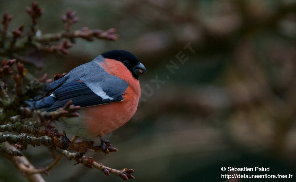 Eurasian Bullfinch