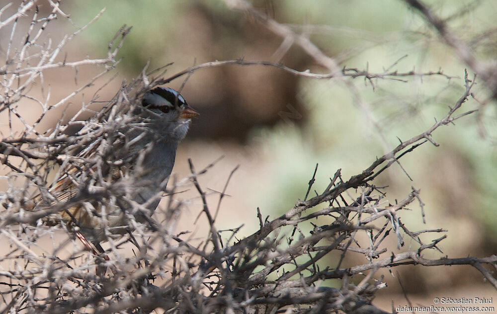 White-crowned Sparrowadult