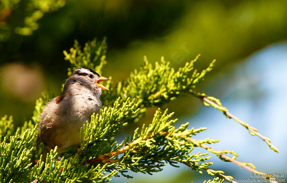 Bruant à couronne blancheadulte