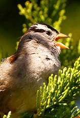 Bruant à couronne blanche