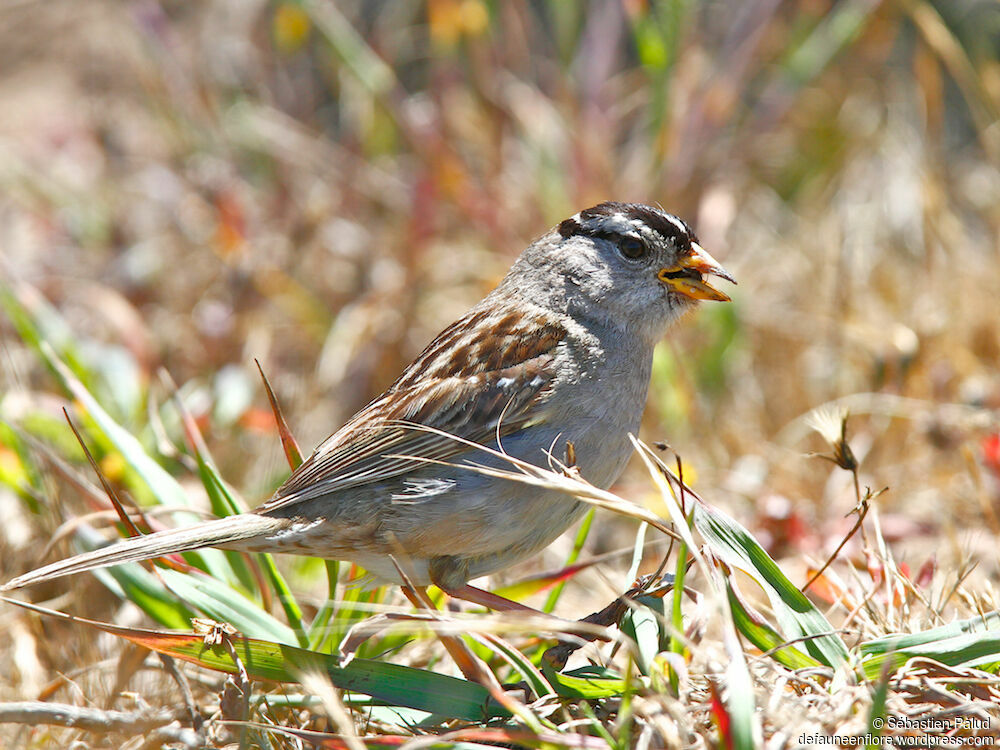 Bruant à couronne blancheadulte