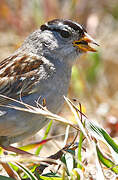 White-crowned Sparrow