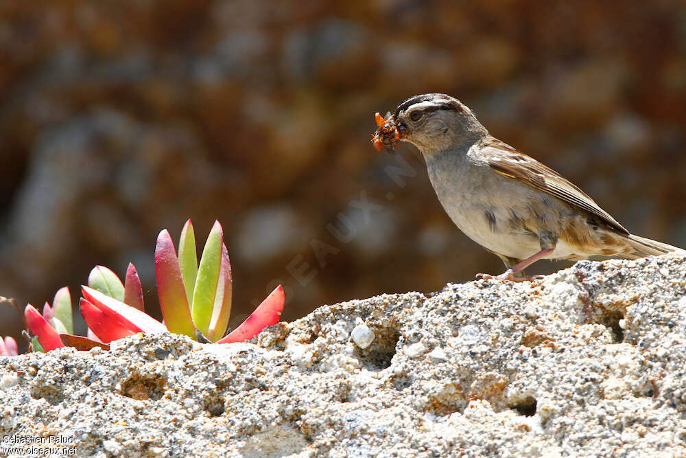 Bruant à couronne blancheadulte, régime, Nidification