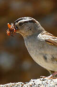 White-crowned Sparrow