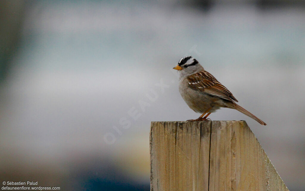 White-crowned Sparrowadult breeding, identification