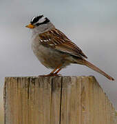 White-crowned Sparrow