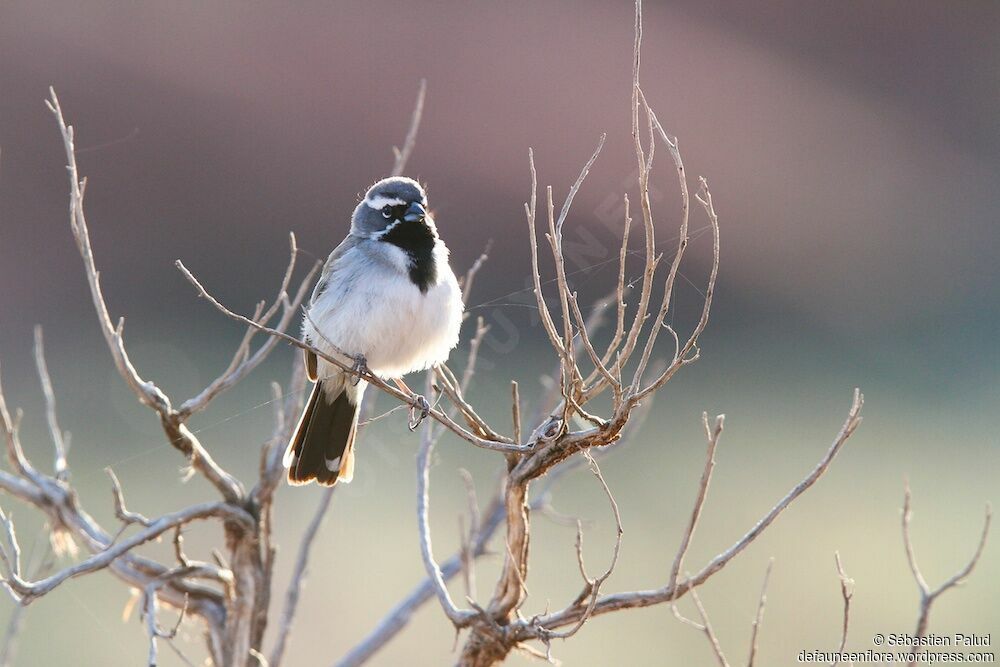 Black-throated Sparrowadult