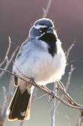 Black-throated Sparrow