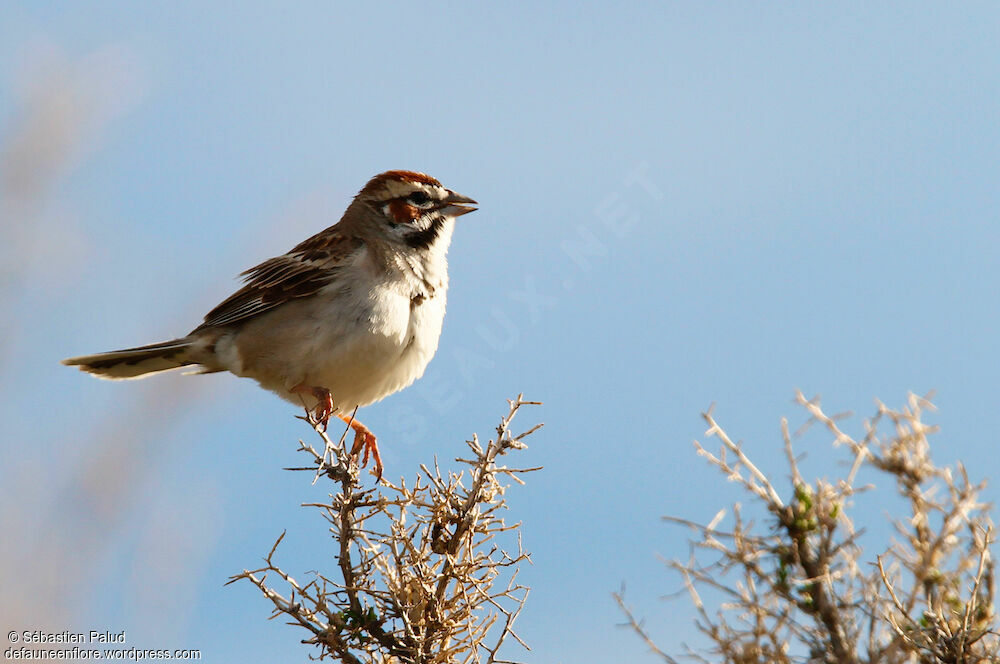 Bruant à joues marronadulte