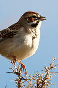 Lark Sparrow