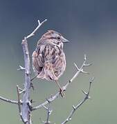 Song Sparrow