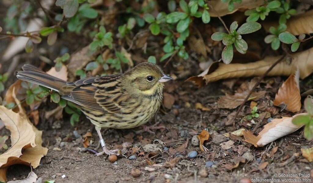 Masked Bunting female adult, identification