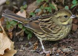 Masked Bunting