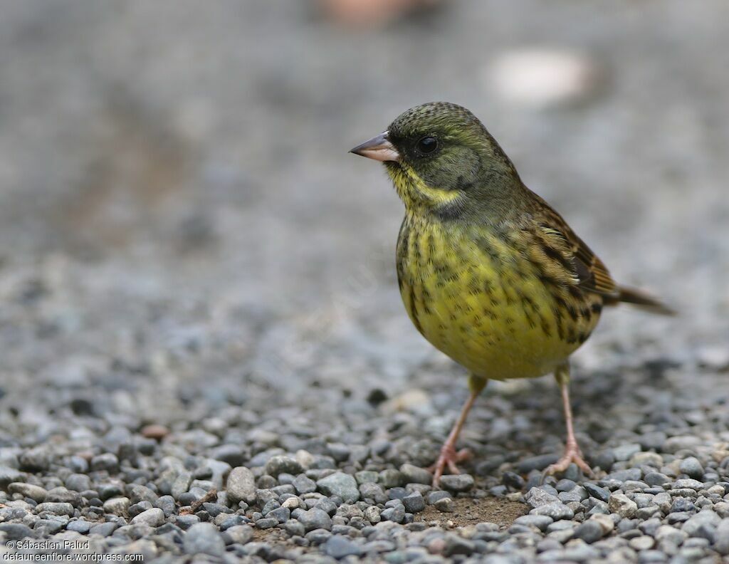 Bruant de Temminck mâle adulte, identification