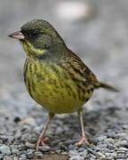 Masked Bunting