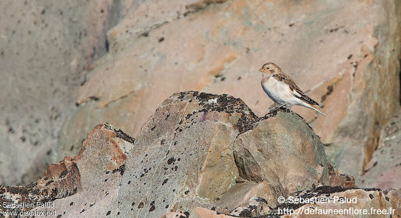 Snow Buntingadult post breeding, habitat, camouflage, pigmentation