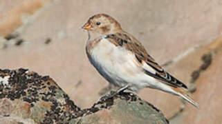 Snow Bunting