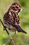 Common Reed Bunting