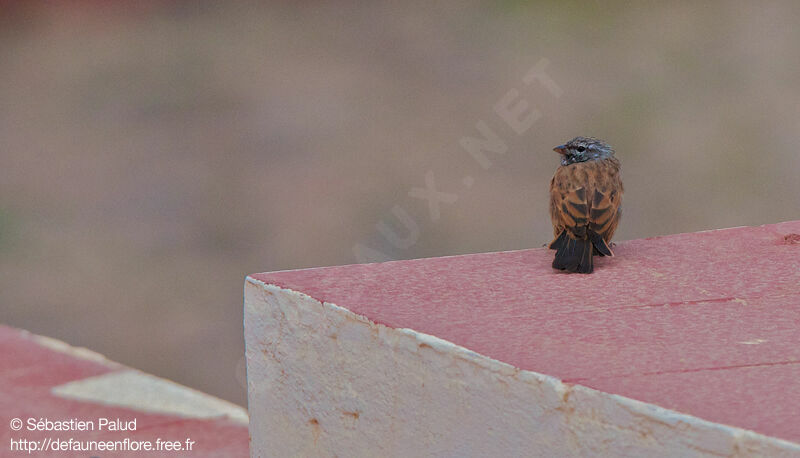 House Bunting