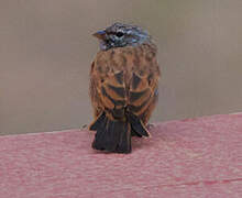 House Bunting