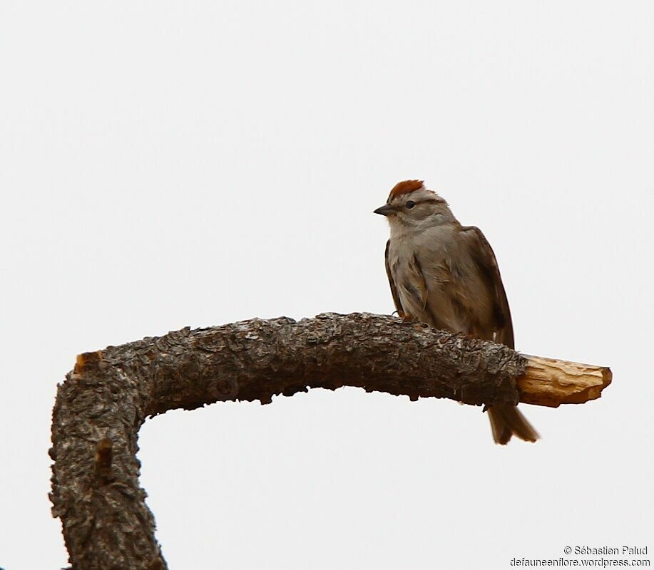 Chipping Sparrowadult breeding